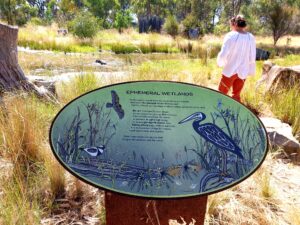 Cath and the wetlands