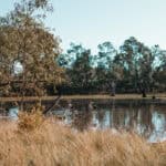 pelicans at wetland sof tahbikl